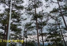 Chuyến Công Tác Ở Nghĩa Hành - Tình Hoài Hương